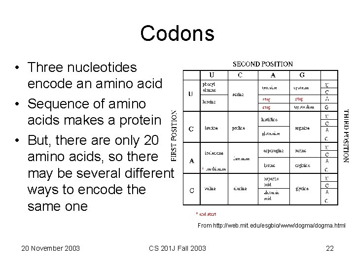 Codons • Three nucleotides encode an amino acid • Sequence of amino acids makes