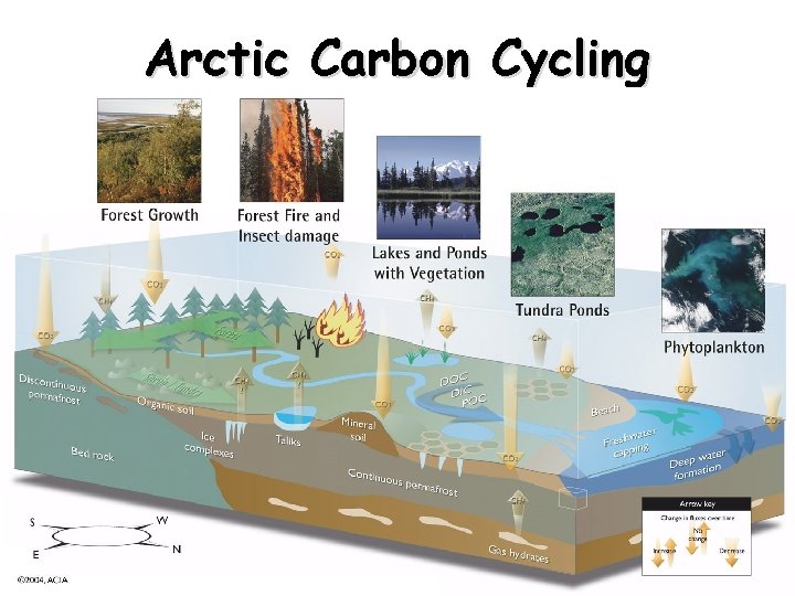 Arctic Carbon Cycling 