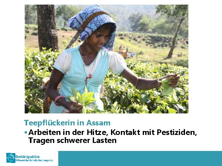 Teepflückerin in Assam § Arbeiten in der Hitze, Kontakt mit Pestiziden, Tragen schwerer Lasten