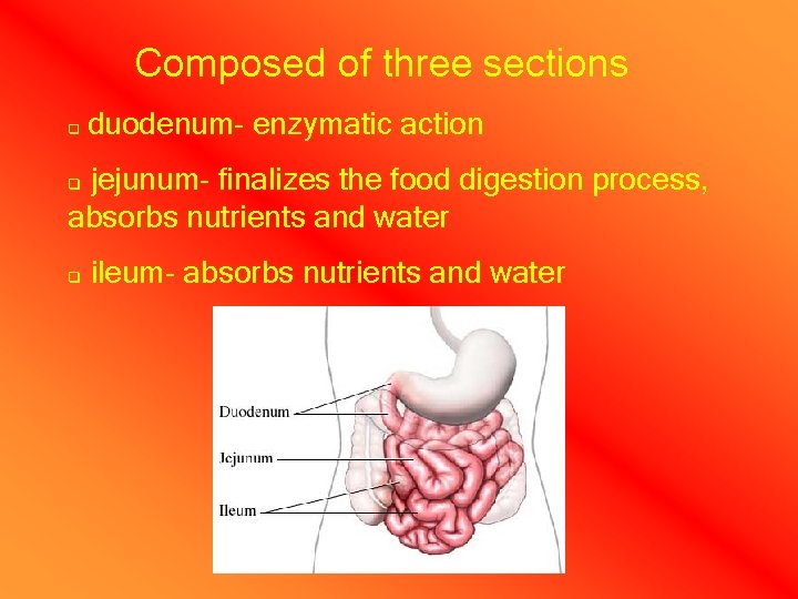 Composed of three sections q duodenum- enzymatic action jejunum- finalizes the food digestion process,