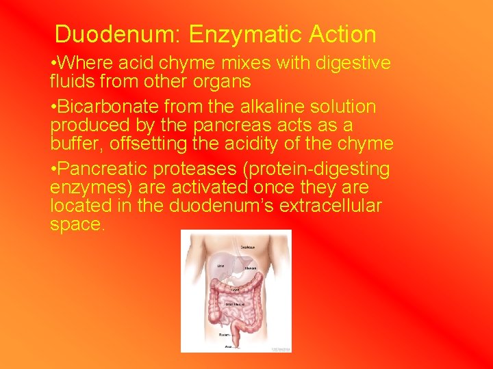 Duodenum: Enzymatic Action • Where acid chyme mixes with digestive fluids from other organs