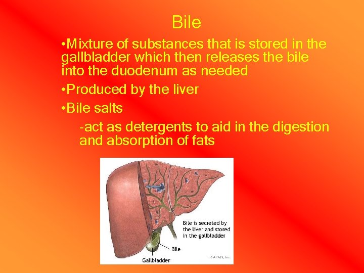 Bile • Mixture of substances that is stored in the gallbladder which then releases