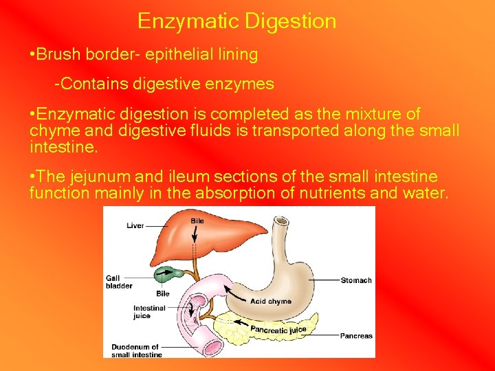 Enzymatic Digestion • Brush border- epithelial lining -Contains digestive enzymes • Enzymatic digestion is