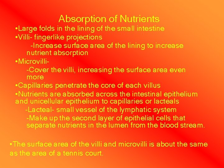 Absorption of Nutrients • Large folds in the lining of the small intestine •