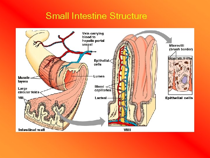 Small Intestine Structure 