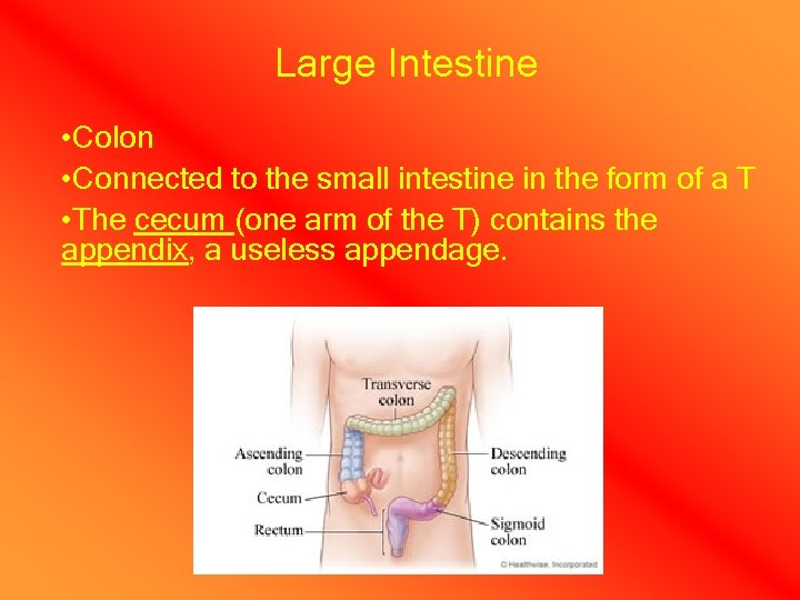 Large Intestine • Colon • Connected to the small intestine in the form of