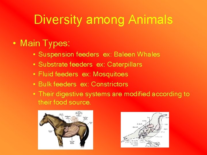 Diversity among Animals • Main Types: • • • Suspension feeders ex: Baleen Whales