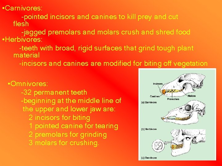  • Carnivores: -pointed incisors and canines to kill prey and cut flesh -jagged