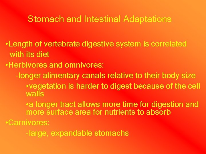 Stomach and Intestinal Adaptations • Length of vertebrate digestive system is correlated with its