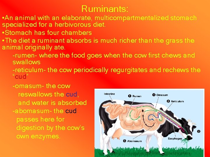 Ruminants: • An animal with an elaborate, multicompartmentalized stomach specialized for a herbivorous diet.