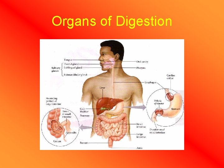 Organs of Digestion 