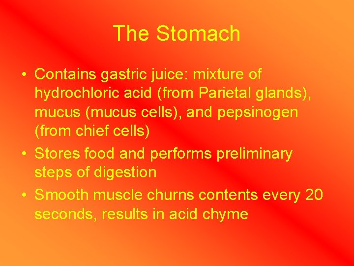 The Stomach • Contains gastric juice: mixture of hydrochloric acid (from Parietal glands), mucus