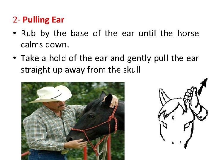 2 - Pulling Ear • Rub by the base of the ear until the