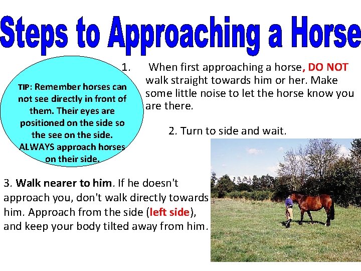 1. TIP: Remember horses can not see directly in front of them. Their eyes