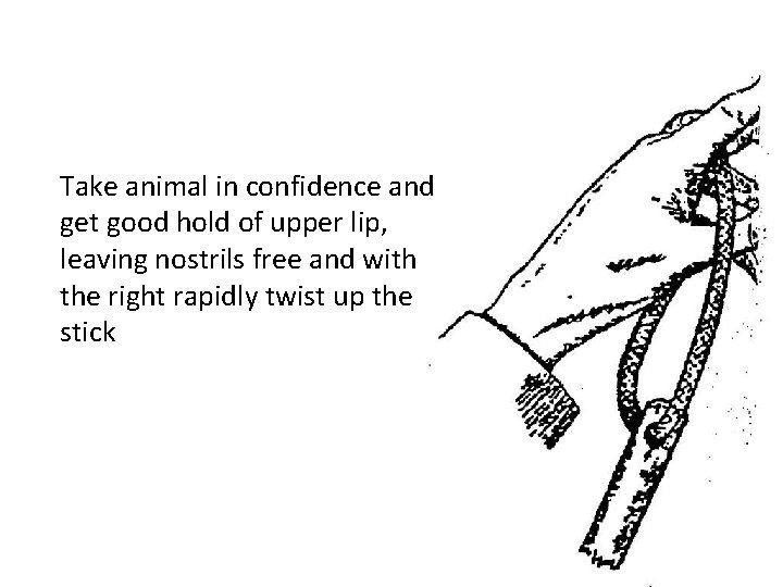 Take animal in confidence and get good hold of upper lip, leaving nostrils free