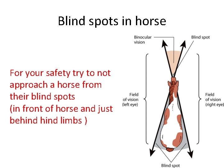 Blind spots in horse For your safety try to not approach a horse from