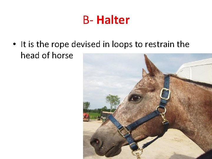 B- Halter • It is the rope devised in loops to restrain the head
