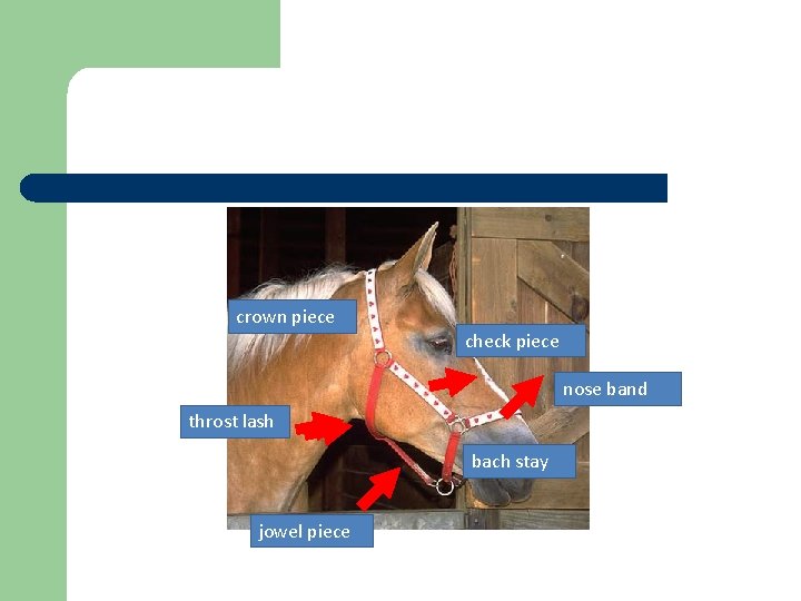 crown piece check piece nose band throst lash bach stay jowel piece 