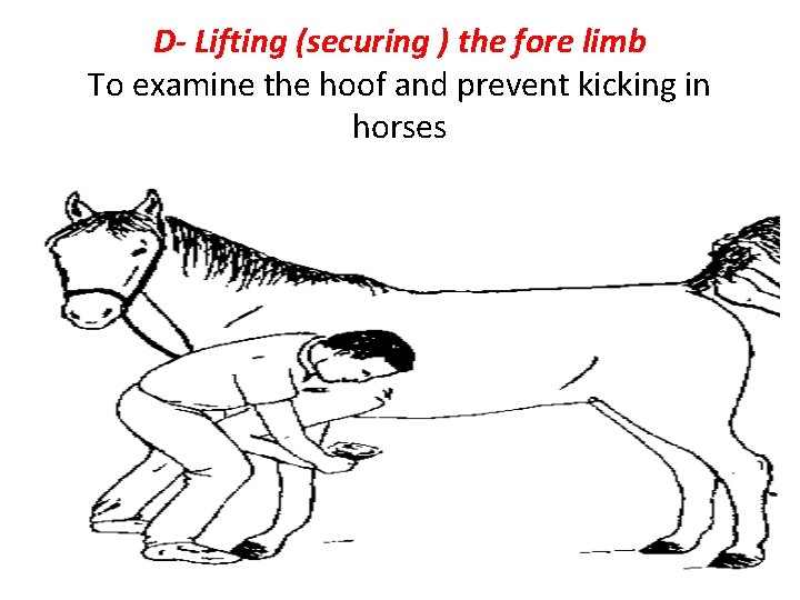 D- Lifting (securing ) the fore limb To examine the hoof and prevent kicking