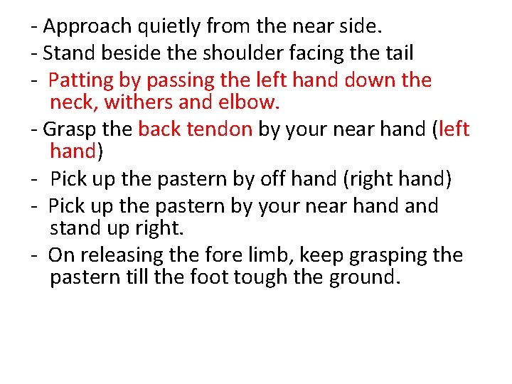 - Approach quietly from the near side. - Stand beside the shoulder facing the