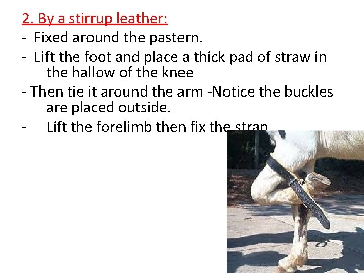 2. By a stirrup leather: - Fixed around the pastern. - Lift the foot