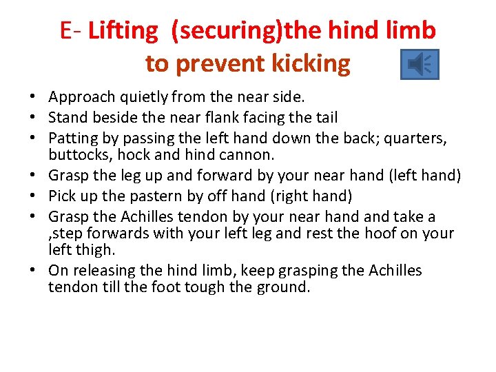 E- Lifting (securing)the hind limb to prevent kicking • Approach quietly from the near