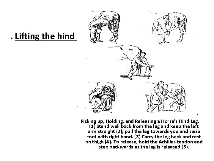 . Lifting the hind limb Picking up, Holding, and Releasing a Horse's Hind Leg.