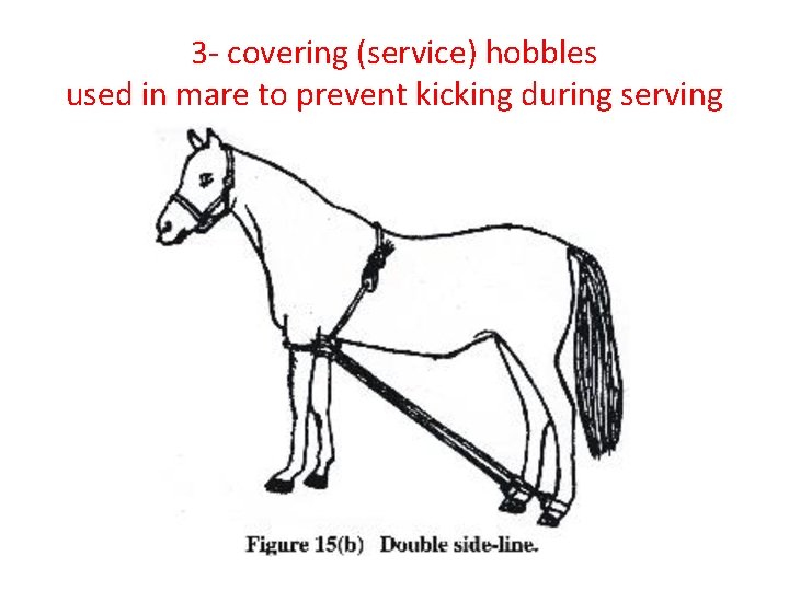 3 - covering (service) hobbles used in mare to prevent kicking during serving 
