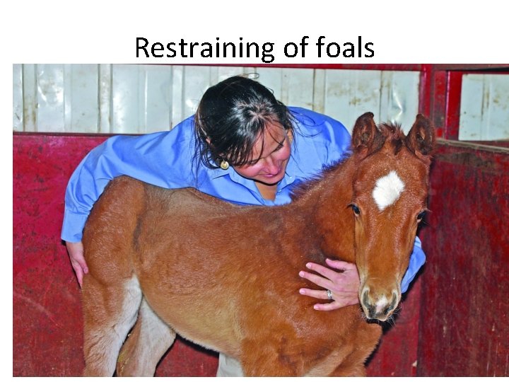 Restraining of foals 