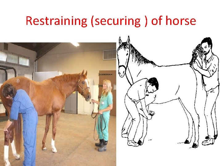 Restraining (securing ) of horse 
