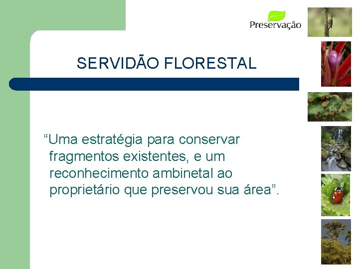 SERVIDÃO FLORESTAL “Uma estratégia para conservar fragmentos existentes, e um reconhecimento ambinetal ao proprietário
