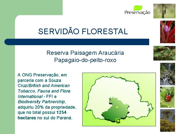 SERVIDÃO FLORESTAL Reserva Paisagem Araucária Papagaio-do-peito-roxo A ONG Preservação, em parceria com a Souza