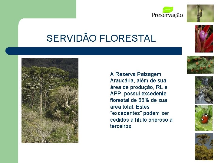 SERVIDÃO FLORESTAL A Reserva Paisagem Araucária, além de sua área de produção, RL e