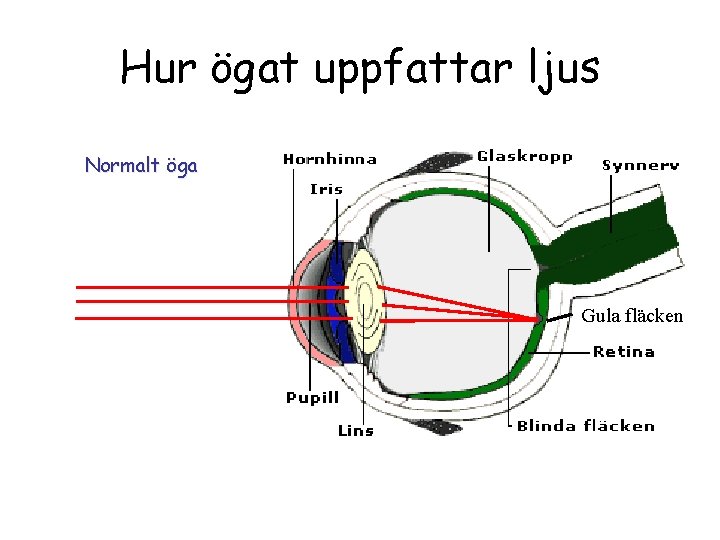 Hur ögat uppfattar ljus Normalt öga Gula fläcken 