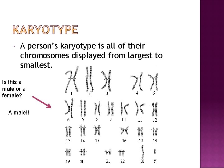  A person’s karyotype is all of their chromosomes displayed from largest to smallest.