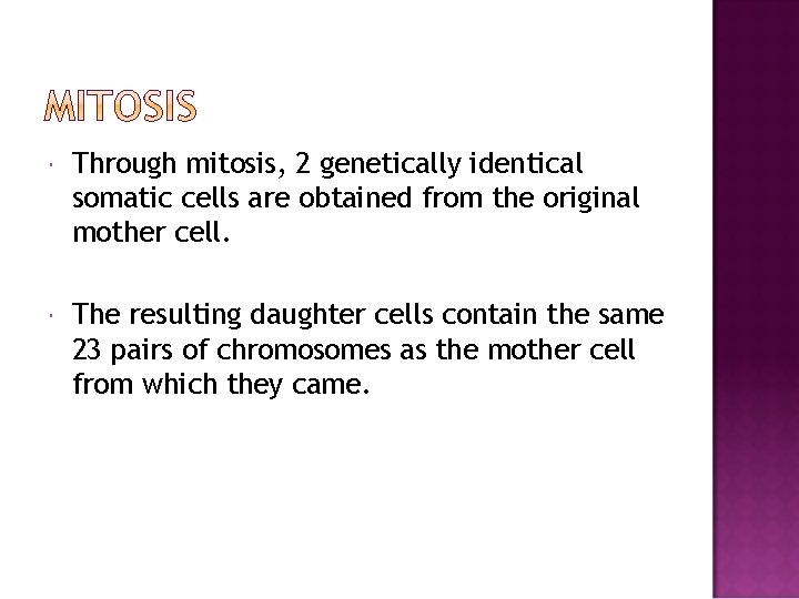  Through mitosis, 2 genetically identical somatic cells are obtained from the original mother