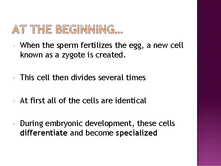  When the sperm fertilizes the egg, a new cell known as a zygote