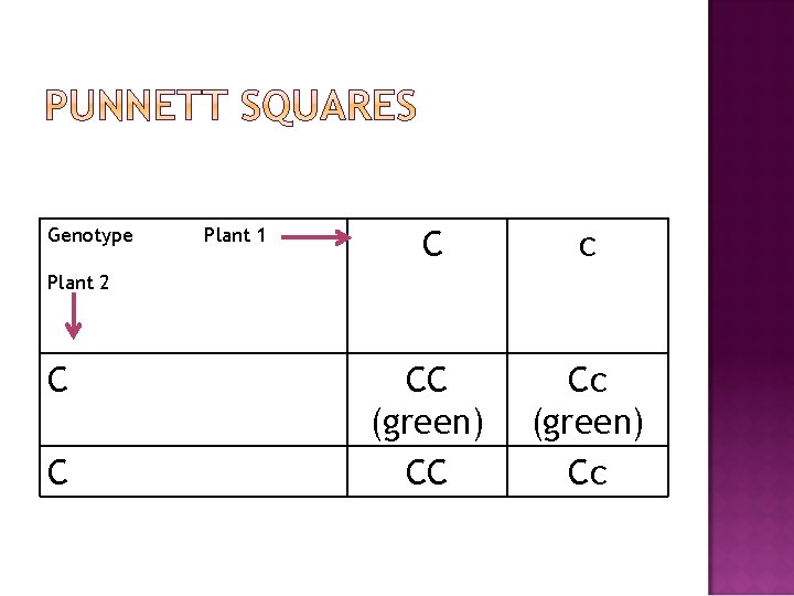 Genotype Plant 1 C c CC (green) CC Cc (green) Cc Plant 2 C