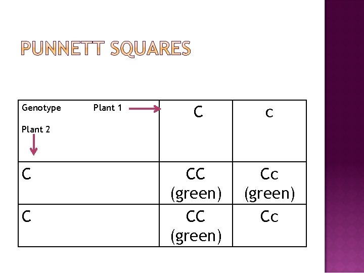 Genotype Plant 1 C c CC (green) Cc Plant 2 C C 