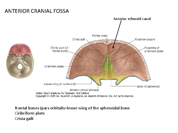 ANTERIOR CRANIAL FOSSA Anterior ethmoid canal frontal bones (pars orbitalis+lesser wing of the sphenoidal