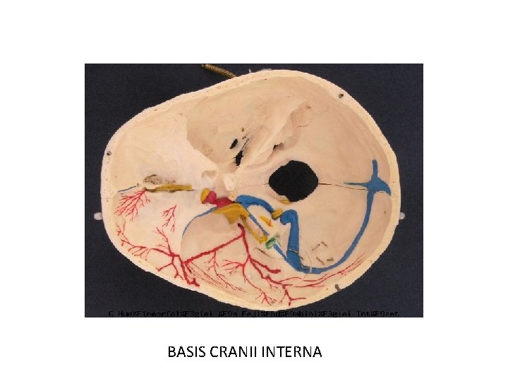 BASIS CRANII INTERNA 