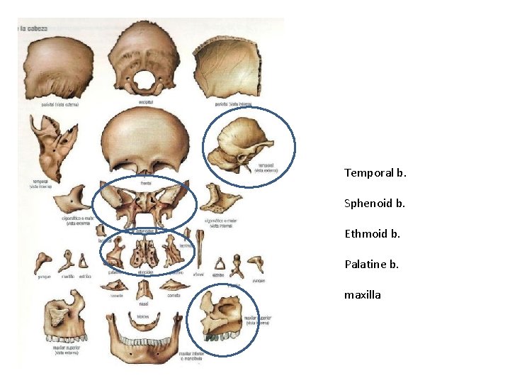 Temporal b. Sphenoid b. Ethmoid b. Palatine b. maxilla 