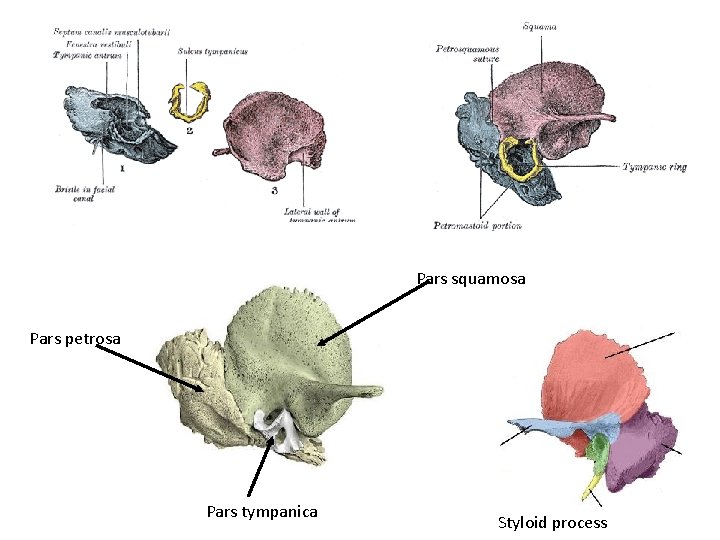 Pars squamosa Pars petrosa Pars tympanica Styloid process 