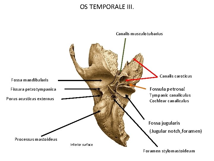 OS TEMPORALE III. Canalis musculotubarius Canalis caroticus Fossa mandibularis Fossula petrosa! Fissura petrotympanica Tympanic