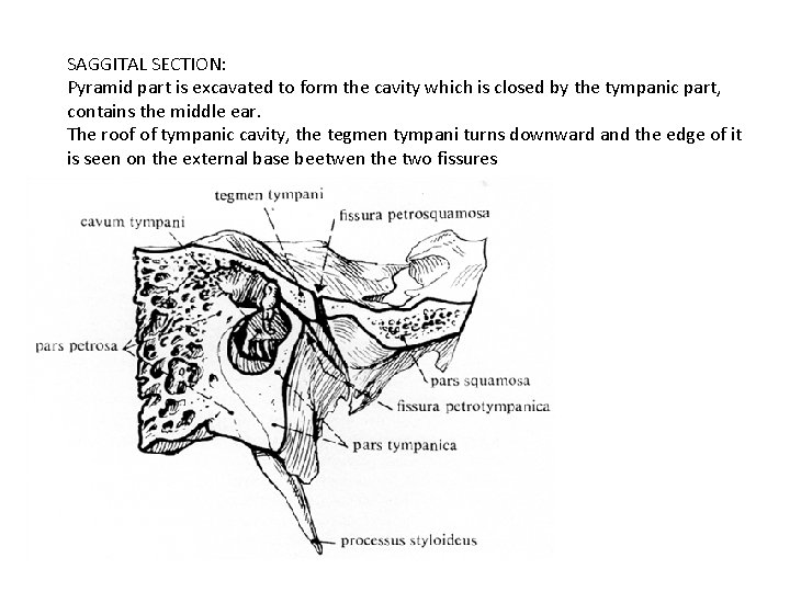 SAGGITAL SECTION: Pyramid part is excavated to form the cavity which is closed by