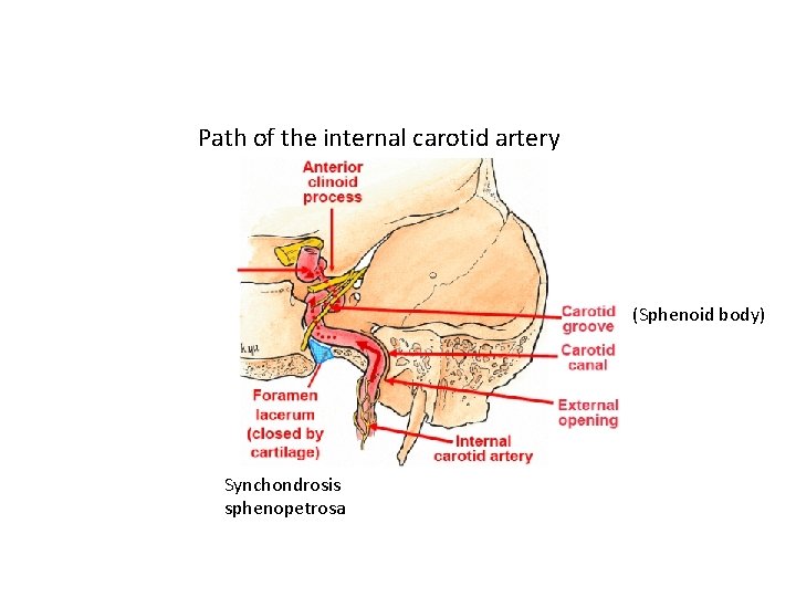 Path of the internal carotid artery (Sphenoid body) Synchondrosis sphenopetrosa 