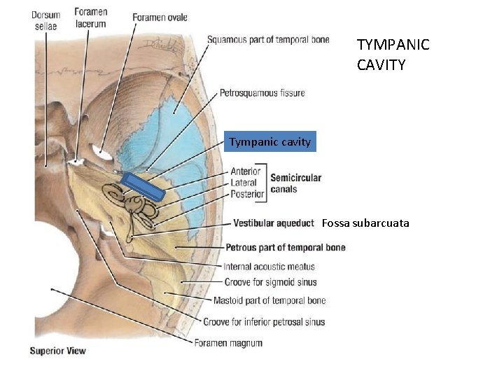 TYMPANIC CAVITY Tympanic cavity Fossa subarcuata 