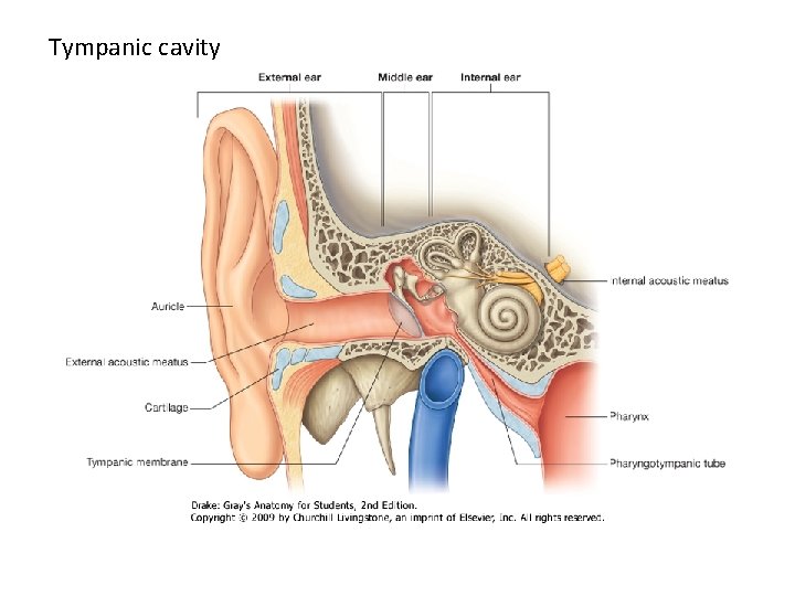 Tympanic cavity 