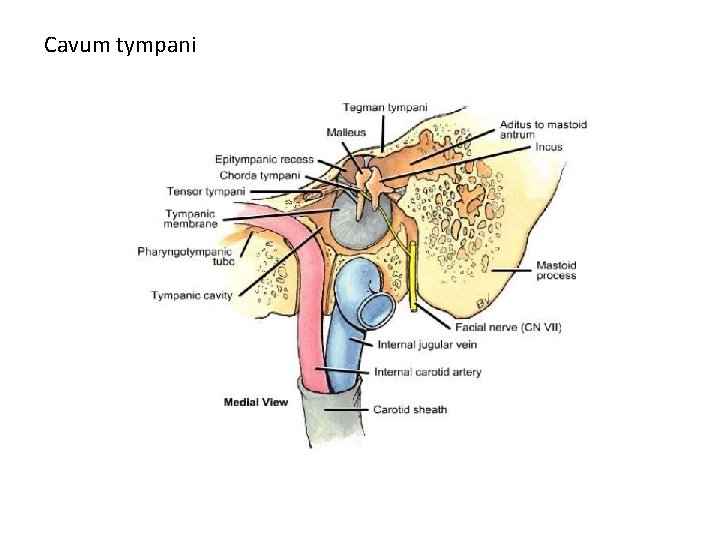 Cavum tympani 