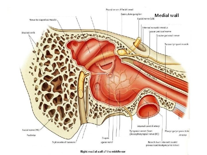 Medial wall 